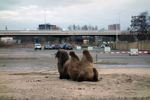 3 jonmar van vlijmen suikerunie grn kopie