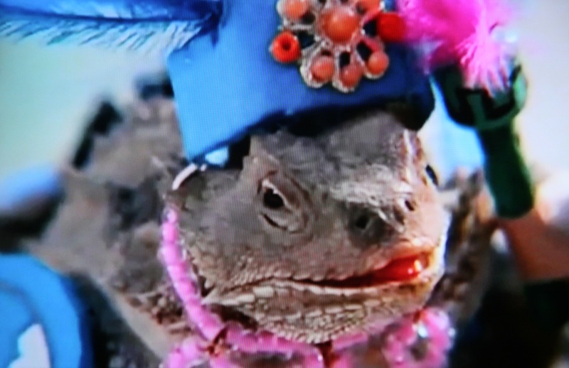donna verheijden2.JPG