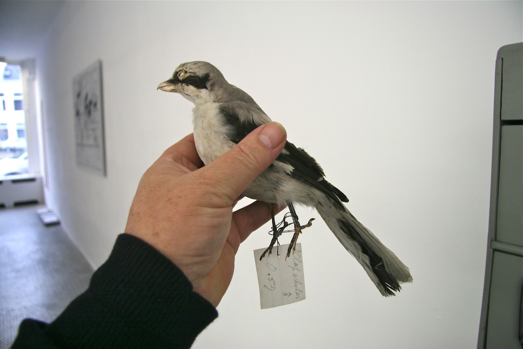 5 IMG_9731